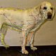 AKU-Meridiantafel-1-Hund_quad_komp